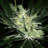 Super Lemon Haze #1