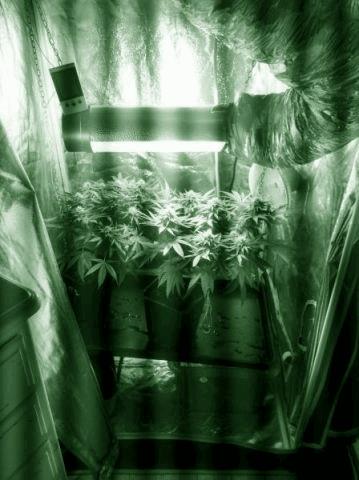 placo flo
