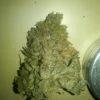 Bud CHQ#1