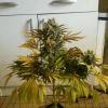 Skunk #2 Cut Avant