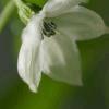 Fleur de piment
