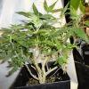 Pm Buddha sister planta cut'