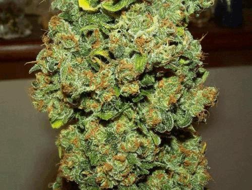 Image attachée: jack 2.jpg