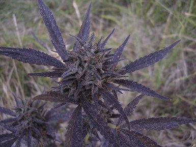 Image attachée: 3.jpg