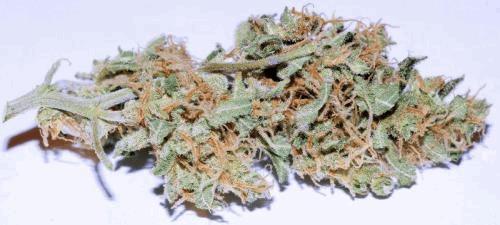 Image attachée: voodoo bud.jpg