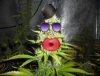 Interview Breeder : Franco de Green House Seeds - dernier message par yo6000
