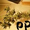 JDC #1  [palissage] [Cro+29 / Préflo + 8 / flo + 7] [indoor] [400W MH/HPS] & [Blue Widow / Critical + / Cheese / White Widow] - dernier message par witewidows