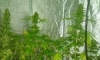 1er JDC / FLO+17 / [Indoor/Terre//Traditionelle/250W/][Skunk] - dernier message par JahCultiv