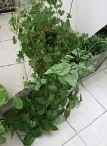 1-plants-221x300.webp