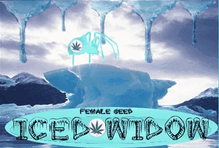 1002803327_icedwidowfemaleseeds.PNG.1a5208e06ddf91fdd254dc7f11fae57d.webp