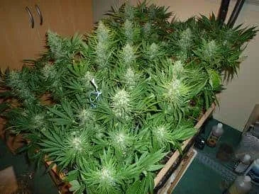 249 (2).webp