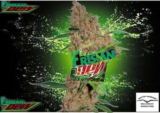 FrisianDew.jpg.e940bfd0a2eae560868ed3c409930320.webp