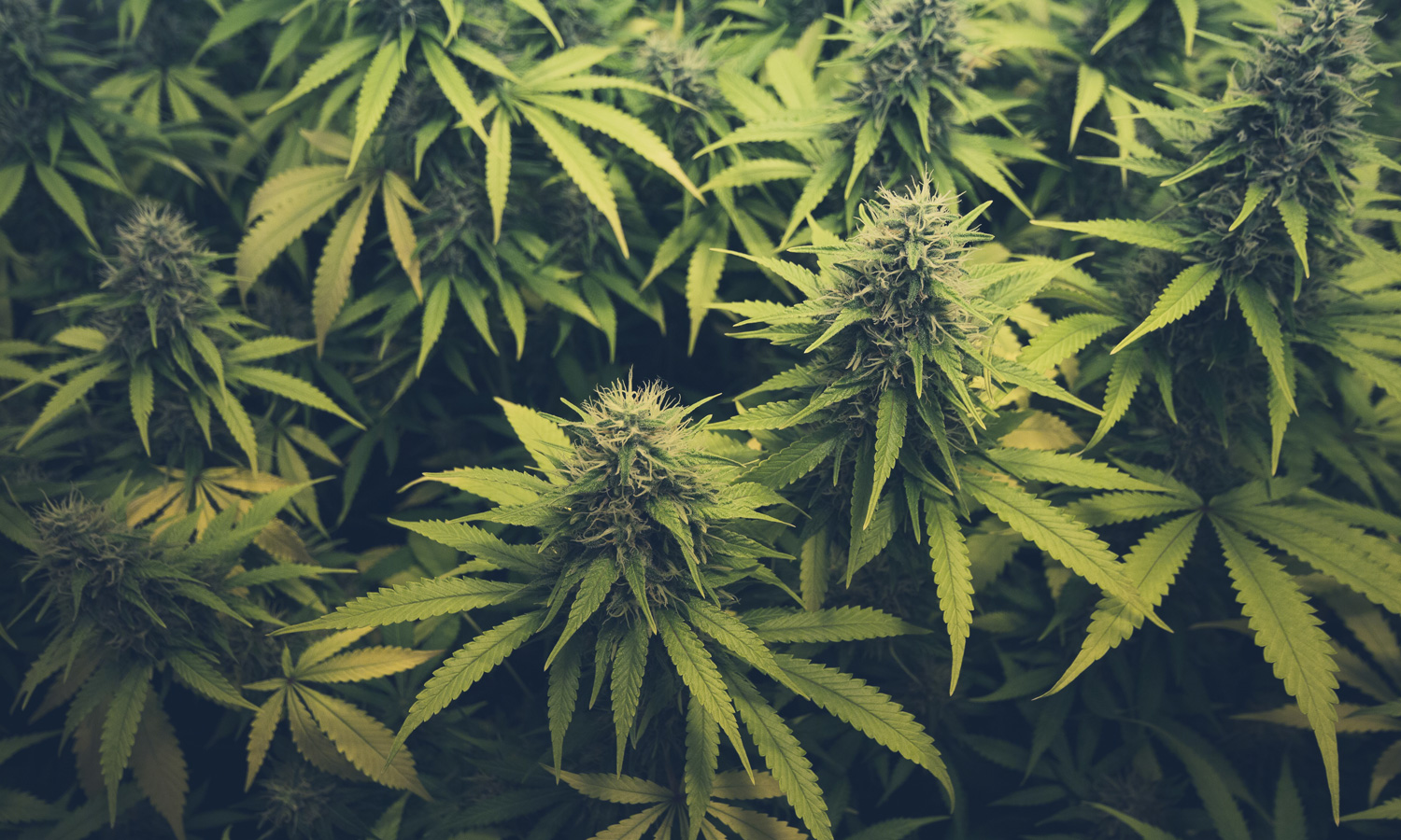Cannabis médical : vers une légalisation ? (reportage video public-senat)