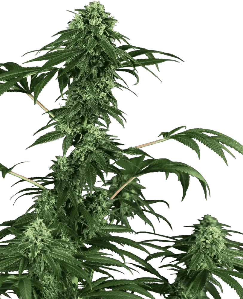 420-punch-feminisee-xl.png.84a9c6b4ec5c413093f8137c1c805df5.webp