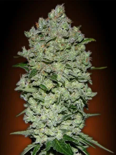 auto_biodiesel_mass_5_fondo_degradado_vertical.jpg.2eef9936546b18d69ca0e084d3ba3d9a.webp