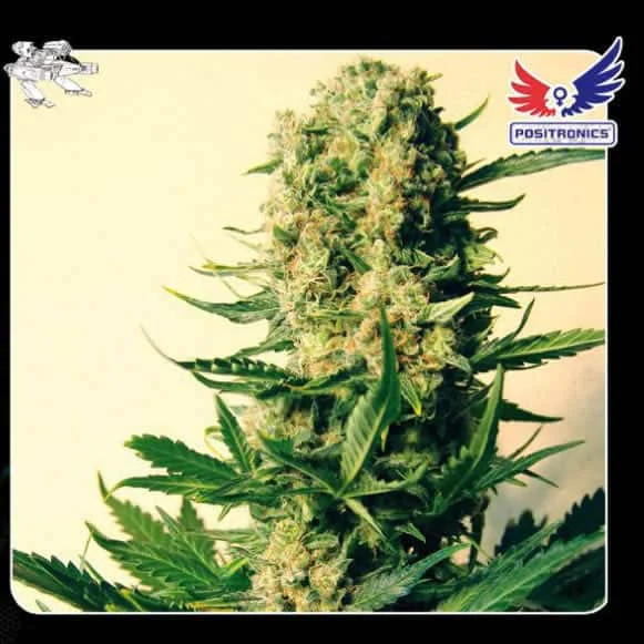 critical_47.jpg.54cbafb6ce6451d5f482f23dbd392e82.webp