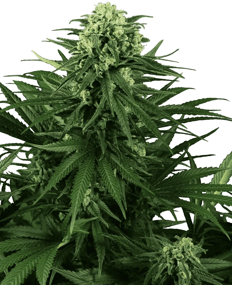 honey-melon-kush-feminisee-xl.png.a0b991b3877e2287aabbc2ba1de9b104.webp