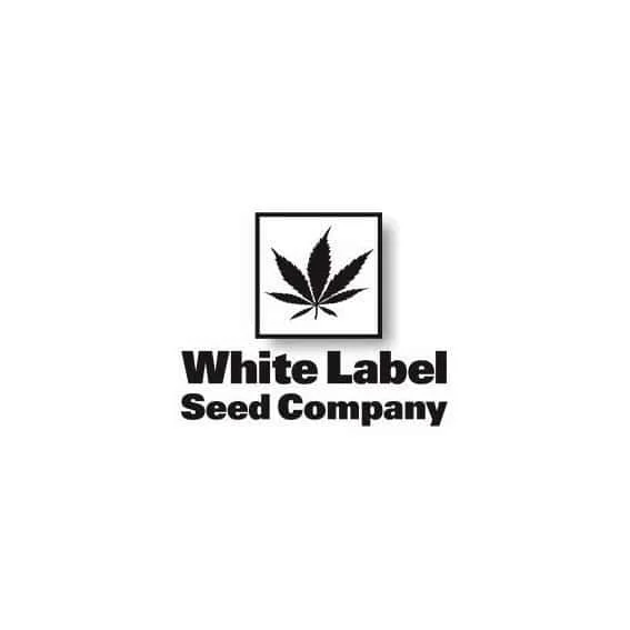 WhiteLabelSeedCompany.jpg.90b413bf29bdb2ab366187380bc361f4.webp