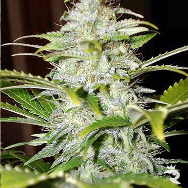 Auto AK47 x Auto Hindu Kush