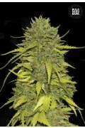 AK (BSB)