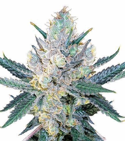 Blue Cheese (Zativo)