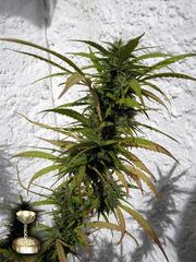 Hashplant Haze