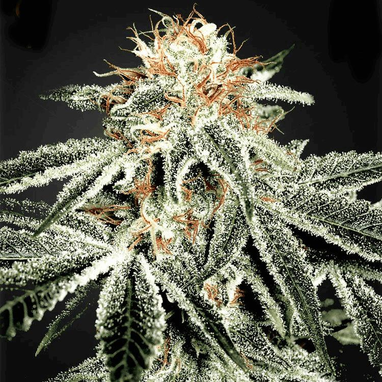 Dr Widow