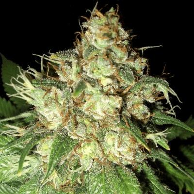 Bubba Cheese Auto