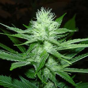 CheeseWreck