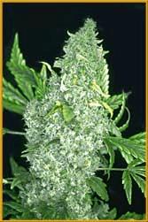 White Widow (Hemcy)