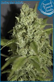 Sativa des rois