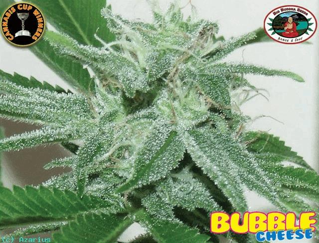 Bubble Cheese