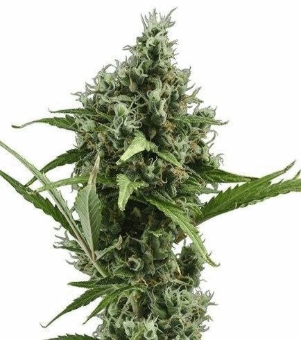 Amnesia Haze Autofloraison (Zativo)