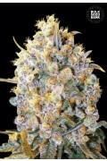 Bigger Bud