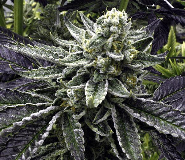 Commerce City Kush