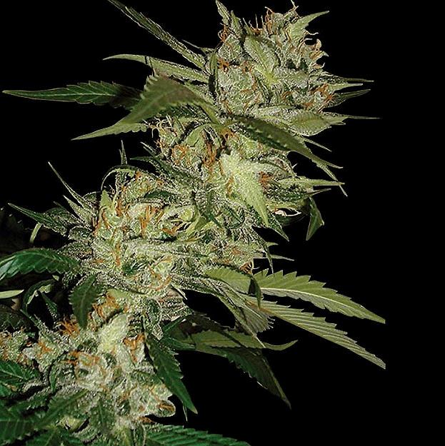 Sleestack x Skunk