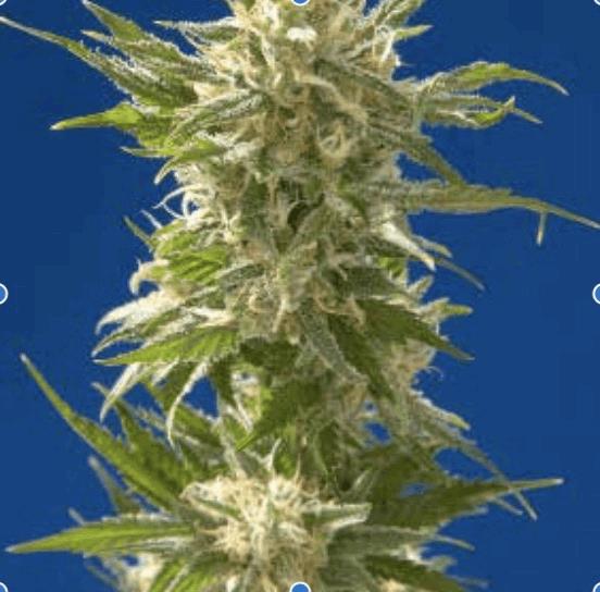 AK(Spliff seeds)