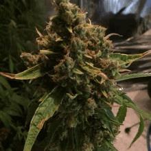 CBD-Pure-Hazeling