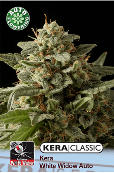 Kera White Widow AUTO