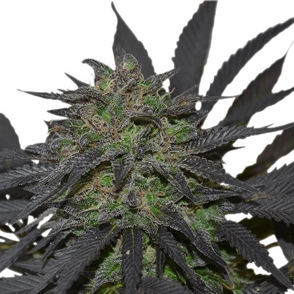 Blue Mystic (RQS)