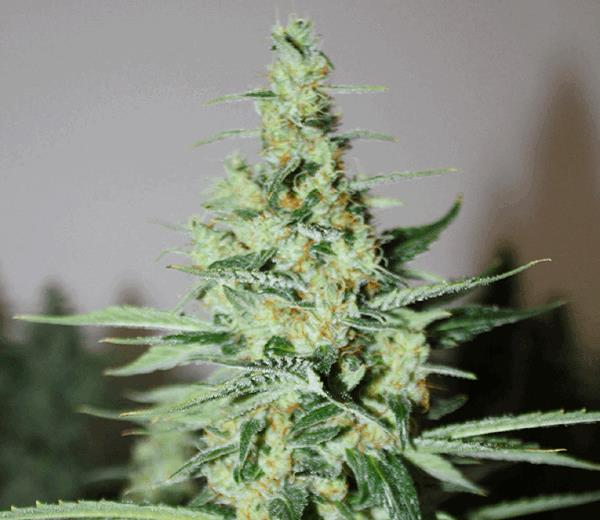 Tangerine Trainwreck Haze