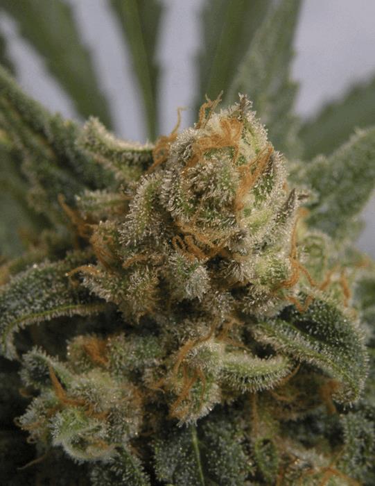 Grapegum