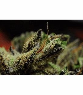 Queen Kush