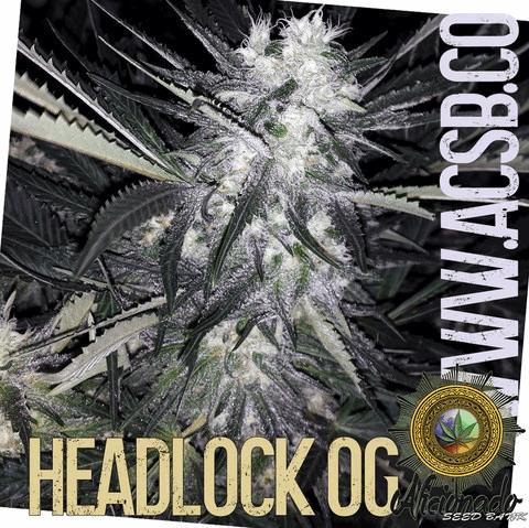 Headlock OG