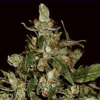 Auto Widow (cbd s)
