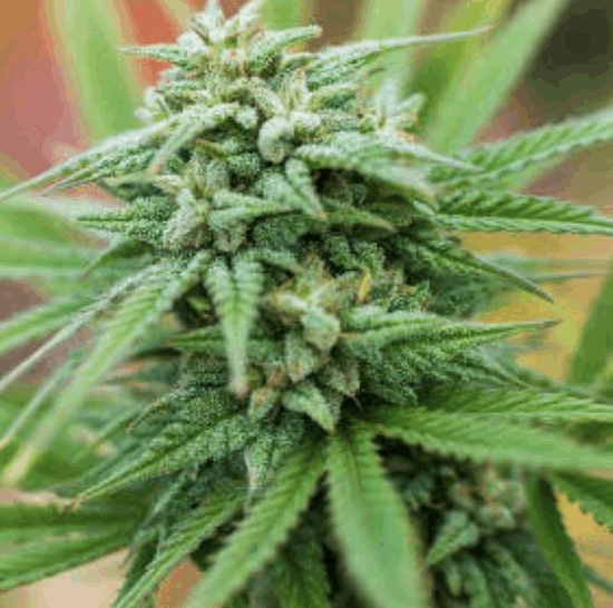 Spliff Cheese Auto