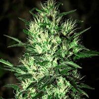 Jack Herer (Bd-Sb)