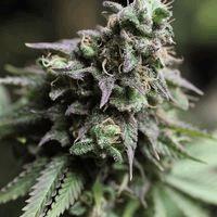 Blue Dream (Bd-Sb)