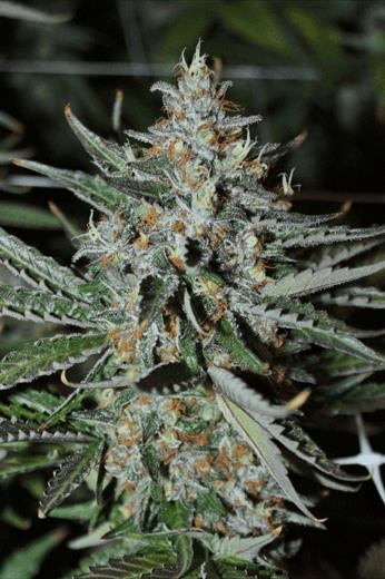 Bubba's Trainwreck Haze #1