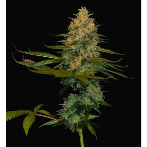 Exodus Kush